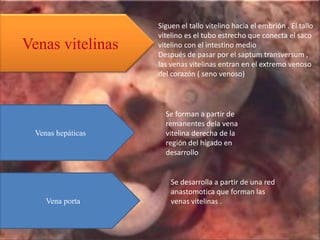 Siguen el tallo vitelino hacia el embrión . El tallo
                    vitelino es el tubo estrecho que conecta el saco
Venas vitelinas     vitelino con el intestino medio
                    Después de pasar por el saptum transversum ,
                    las venas vitelinas entran en el extremo venoso
                    del corazón ( seno venoso)




                      Se forman a partir de
                      remanentes dela vena
  Venas hepáticas     vitelina derecha de la
                      región del hígado en
                      desarrollo


                        Se desarrolla a partir de una red
                        anastomotica que forman las
     Vena porta         venas vitelinas .
 