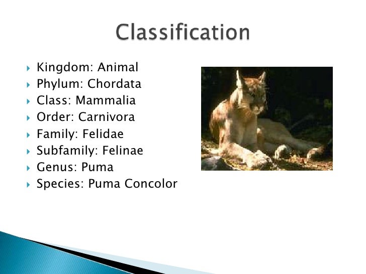 mountain lion genus