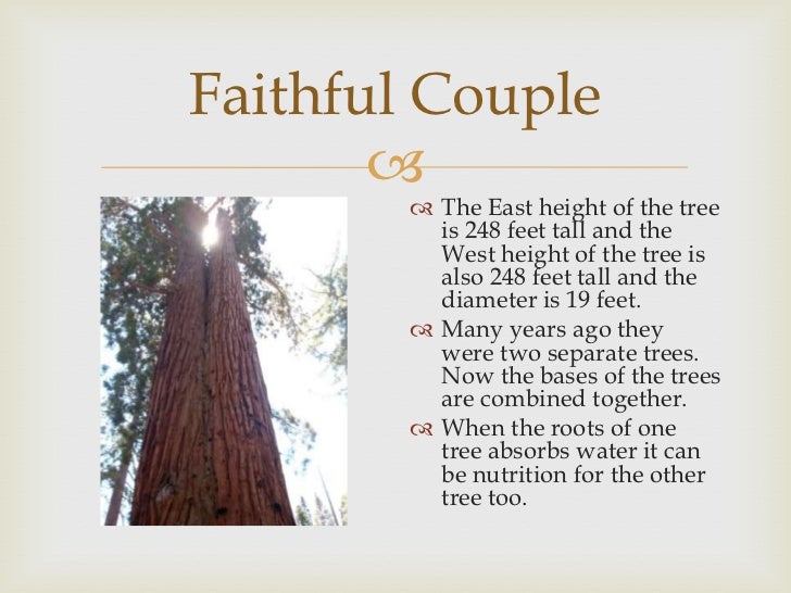 Image result for faithful couple yosemite