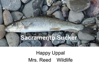Sacramento Sucker

     Happy Uppal
  Mrs. Reed Wildlife
 