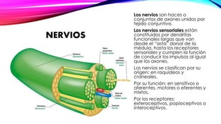 Los nervios son haces o 
conjuntos de axones unidos por 
tejido conjuntivo. 
Los nervios sensoriales están 
constituidos por dendritas 
funcionales largas que van 
desde el “asta” dorsal de la 
médula, hasta los receptores 
sensoriales y cumplen la función 
de conducir los impulsos al igual 
que los axones. 
Los nervios se clasifican por su 
origen: en raquídeos y 
craneales. 
Por su función: en sensitivos o 
aferentes, motores o eferentes y 
mixtos. 
Por los receptores: 
exteroceptivos, popioceptivos o 
interoceptivos. 
NERVIOS 
 