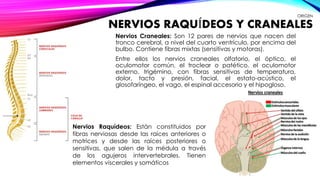 ORIGEN 
NERVIOS RAQUÍDEOS Y CRANEALES 
Nervios Craneales: Son 12 pares de nervios que nacen del 
tronco cerebral, a nivel del cuarto ventrículo, por encima del 
bulbo. Contiene fibras mixtas (sensitivas y motoras). 
Entre ellos los nervios craneales olfatorio, el óptico, el 
oculomotor común, el troclear o patético, el oculomotor 
externo, trigémino, con fibras sensitivas de temperatura, 
dolor, tacto y presión, facial, el estato-acústico, el 
glosofaríngeo, el vago, el espinal accesorio y el hipogloso. 
Nervios Raquídeos: Están constituidos por 
fibras nerviosas desde las raíces anteriores o 
motrices y desde las raíces posteriores o 
sensitivas, que salen de la médula a través 
de los agujeros intervertebrales. Tienen 
elementos viscerales y somáticos 
 