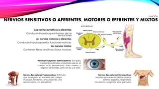 FUNCIÓN 
NERVIOS SENSITIVOS O AFERENTES, MOTORES O EFERENTES Y MIXTOS 
Los nervios sensitivos o aferentes: 
Conducen impulsos que informan de las 
sensaciones 
Los nervios motores o eferentes: 
Conducen impulsos para las funciones motrices. 
Los nervios mixtos: 
Contienen fibras sensitivas y fibras motoras. 
Nervios Receptores Interoceptivos: 
Impulsos procedentes de las vísceras: 
sistema digestivo, respiratorio, 
circulatorio, urogenital y las glándulas. 
Nervios Receptores Exteroceptivos: Son para 
impulsar los estímulos producidos ajenos al 
cuerpo: tacto, temperatura, dolor, presión, y 
órganos sensoriales como el ojo y el oído. 
Nervios Receptores Popioceptivos: Estímulos 
que se originan en el interior del cuerpo: 
músculos, tendones, articulaciones y los 
relacionados con elequilibrio. 
 