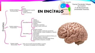 EN ENCÉFALO 
 