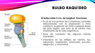 BULBO RAQUÍDEO 
El bulbo mide 3 cm. de longitud. Funciones: 
• En él se encuentran las conexiones centrales 
relacionadas con la respiración y ritmo 
cardíaco, pudiendo ser fatal cualquier lesión 
de esta región, por esto es el centro más 
importante de la vida vegetativa. 
• Sirve de conexión de algunos nervios 
craneales. 
• Interviene en los reflejos de vómito, tos, 
salivación, respiración, estornudo, succión, 
deglución, y vasomotor. 
 