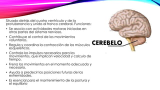 Situado detrás del cuatro ventrículo y de la 
protuberancia y unido al tronco cerebral. Funciones: 
• Se asocia con actividades motoras iniciadas en 
otras partes del sistema nervioso. 
• Contribuye al control de los movimientos 
voluntarios. 
• Regula y coordina la contracción de los músculos 
esqueléticos. 
• Controla los impulsos necesarios para los 
movimientos, que implican velocidad y calculo de 
tiempo. 
• Frena los movimientos en el momento adecuado y 
necesario. 
• Ayuda a predecir las posiciones futuras de las 
extremidades. 
• Es esencial para el mantenimiento de la postura y 
el equilibrio 
CEREBELO 
 