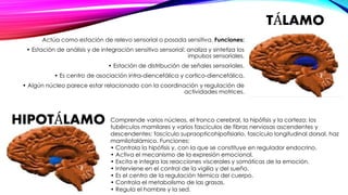 TÁLAMO 
Actúa como estación de relevo sensorial o posada sensitiva. Funciones: 
• Estación de análisis y de integración sensitivo sensorial: analiza y sintetiza los 
impulsos sensoriales. 
• Estación de distribución de señales sensoriales. 
• Es centro de asociación intra-diencefálica y cortico-diencefálica. 
• Algún núcleo parece estar relacionado con la coordinación y regulación de 
actividades motrices. 
HIPOTÁLAMO Comprende varios núcleos, el tronco cerebral, la hipófisis y la corteza: los 
tubérculos mamilares y varios fascículos de fibras nerviosas ascendentes y 
descendentes: fascículo supraopticohipofisiario, fascículo longitudinal dorsal, haz 
mamilotalámico. Funciones: 
• Controla la hipófisis y, con la que se constituye en regulador endocrino. 
• Activa el mecanismo de la expresión emocional. 
• Excita e integra las reacciones viscerales y somáticas de la emoción. 
• Interviene en el control de la vigilia y del sueño. 
• Es el centro de la regulación térmica del cuerpo. 
• Controla el metabolismo de las grasas. 
• Regula el hambre y la sed. 
 