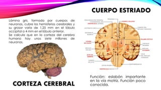 CUERPO ESTRIADO 
Función: eslabón importante 
en la vía motriz. Función poco 
Lámina gris, formada por cuerpos de 
neuronas, cubre los hemisferios cerebrales y 
su grosor varía de 1,25 mm en el lóbulo 
occipital a 4 mm en el lóbulo anterior. 
Se calcula que en la corteza del cerebro 
humano hay unos siete millones de 
neuronas. 
CORTEZA CEREBRAL conocida. 
 