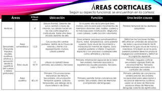 ÁREAS CORTICALES 
Según su aspecto funcional, se encuentran en la corteza: 
Áreas N°Brod-mann 
Ubicación Función Una lesión causa 
Motrices 4 
(lóbulo frontal). Delante del 
surco central o cisura de 
rolando, sus células nacen en 
las vías corticoespinal y 
corticobular. Existe otra área 
situada delante de ella. 
En la parte alta de la principal área 
motora, esta la zona para movimientos de 
miembros distantes: pies, rodillas, cadera y 
la más baja para masticación, deglución, 
caza cabeza, cuello (acción voluntaria) 
Pérdida temporal de las destrezas 
adquiridas. 
Sensoriales 
(Transmite 
impulsos 
visuales, 
auditivos, 
olfativos y 
sensación 
desde la 
superficie 
del cuerpo 
y tejidos 
profundos) 
Área 
somestésica 1,2,3 
Circunvolución central 
posterior, detrás de la Cisura de 
rolando y frente a la 
representación motora. 
Lóbulo parietal 
Zona anterior: procesos somatosensitivos 
(tacto, dolor, temperatura), zona parietal 
superior: Guía visual de movimiento y 
manipulación mental de objetos. Zona 
parietal posterior o inferior: Cognición 
espacial y con procesos cuasiespeciales 
como aritmética y lectura. 
Déficit en las funciones táctiles, 
dificultad en umbrales de sensación 
de dolor o reconocimiento táctil. 
interfiere en la guía visual de manos y 
miembros. Si la lesión es en la zona 
parietal posterior derecha produce 
negligencia contralateral y déficit en 
la cognición espacial. 
Área visual 
17, 
18,19 
Lóbulo occipital(3 áreas, 
primaria, secundaria y terciaria) 
Primaria: Información espacial de la visión, 
Secundaria: memoria asociada a 
experiencias visuales pasadas, Terciaria: 
color y forma 
Primaria: Ceguera cortical, 
secundaria: agnosia (falta de 
reconocimiento), Terciaria: 
enfermedades asociadas a la 
confusión de colores. 
Área 
auditiva 40 y 41 
Primaria: Circunvoluciones 
transversas de Herschl. 
Secundaria: circunvolución 
temporal superior. (Lóbulos 
temporales, por debajo de la 
cisura lateral o de Silvio). 
Primaria: permite tomar conciencia del 
sonido. Secundario: área de Wernicke 
(comprensión del lenguaje), 
Primaria: pérdida de conciencia, 
sordera parcial. Secundaria: 
incapacidad para seleccionar o 
reconocer elementos auditivos. 
Lesión en el área de Wernicke 
produce afasia de Wernicke, 
(lenguaje carente de significado). 
 