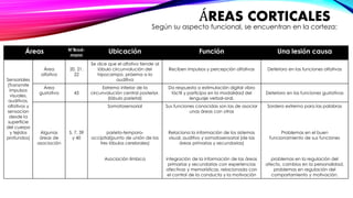 ÁREAS CORTICALES 
Según su aspecto funcional, se encuentran en la corteza: 
Áreas N°Brod-mann 
Ubicación Función Una lesión causa 
Sensoriales 
(Transmite 
impulsos 
visuales, 
auditivos, 
olfativos y 
sensacion 
desde la 
superficie 
del cuerpo 
y tejidos 
profundos) 
Área 
olfativa 
20, 21, 
22 
Se dice que el olfativo tiende al 
lóbulo circunvolución del 
hipocampo, próxima a la 
auditiva 
Reciben impulsos y percepción olfativas Deterioro en las funciones olfativas 
Área 
gustativa 43 
Extremo inferior de la 
circunvolución central posterior. 
(lóbulo parietal) 
Da respuesta a estimulación digital vibro 
táctil y participa en la modalidad del 
lenguaje verbal-oral. 
Deterioro en las funciones gustativas 
Algunas 
áreas de 
asociación 
5, 7, 39 
y 40 
Somatosensorial 
parieto-temporo-occipital( 
punto de unión de los 
tres lóbulos cerebrales) 
Asociación límbica 
Sus funciones conocidas son las de asociar 
unas áreas con otras 
Relaciona la información de los sistemas 
visual, auditivo y somatosensorial (de las 
áreas primarias y secundarias) 
integración de la información de las áreas 
primarias y secundarias con experiencias 
afectivas y memorísticas. relacionada con 
el control de la conducta y la motivación 
Sordera extrema para las palabras 
Problemas en el buen 
funcionamiento de sus funciones 
problemas en la regulación del 
afecto, cambios en la personalidad, 
problemas en regulación del 
comportamiento y motivación. 
 