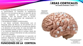 ÁREAS CORTICALES 
VER CUADROS ANTERIORES (LÁMINAS 21 Y 21) 
• Los lóbulos frontales participan en la conducta, 
la personalidad, la memoria, la experiencia 
afectiva y la conciencia del yo. La sección de los 
mismos mediante la lobotomía produce 
depresión, falta de impulso para la acción, 
pérdida de la capacidad de adaptación a 
situaciones inesperadas. 
• Se establecen reflejos condicionados. 
• Las áreas corticales relacionadas con el 
lenguaje (área de Broca), se encuentran en un 
solo hemisferio: el izquierdo en las personas diestras 
y el derecho en las zurdas. En caso de lesión de 
este hemisferio puede cumplir su misión el otro. 
• La memoria depende de la corteza, áreas de 
asociación, aunque intervienen en ella conexiones 
del tronco cerebral. 
• La corteza actúa: retardando la reacción al 
estímulo; eligiendo la respuesta; contribuyendo a 
integrar la acción. Para ello: analiza, sintetiza, 
correlaciona, integra, modifica. 
FUNCIONES DE LA CORTEZA 
 