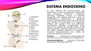 SISTEMA ENDOCRINO 
Es otro sistema de comunicación del 
organismo. Lo forman glándulas endocrinas 
que producen hormonas, sustancias 
químicas liberadas hacia el torrente 
sanguíneo que regula procesos como el 
metabolismo, crecimiento y desarrollo 
sexual; y las glándulas exocrinas que son las 
que vierten sus sustancias a la superficie 
externa del cuerpo. Ellas son: glándulas 
sudoríparas, salivales y lagrimales, entre 
otras. Es un sistema de señales similar al del 
sistema nervioso, pero en este caso, en lugar 
de utilizar impulsos eléctricos a distancia, 
funciona exclusivamente por medio de 
sustancias (señales químicas). 
Función: Regulación a largo plazo de 
las funciones de las células en el organismo. 
Estructuras básicas: Hormona, Glándula 
endocrina, Glándula exocrina. 
1. Glándula 
pineal, 
2. Glándula 
pituitaria, 
3. Glándula 
tiroides, 
4. Timo 
5. Glándula 
suprarrenal 
6. Páncreas 
7. Ovario 
8. Testículo. 
 