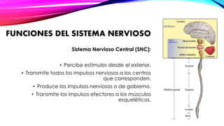 FUNCIONES DEL SISTEMA NERVIOSO 
Sistema Nervioso Central (SNC): 
• Percibe estímulos desde el exterior. 
• Transmite todos los impulsos nerviosos a los centros 
que corresponden. 
• Produce los impulsos nerviosos o de gobierno. 
• Transmite los impulsos efectores a los músculos 
esqueléticos. 
 