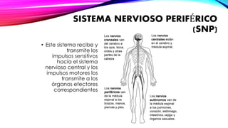 SISTEMA NERVIOSO PERIFÉRICO 
(SNP) 
• Este sistema recibe y 
transmite los 
impulsos sensitivos 
hacia el sistema 
nervioso central y los 
impulsos motores los 
transmite a los 
órganos efectores 
correspondientes 
 
