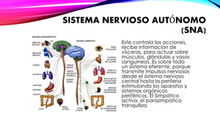SISTEMA NERVIOSO AUTÓNOMO 
(SNA) 
Este controla las acciones, 
recibe información de 
vísceras, para actuar sobre 
músculos, glándulas y vasos 
sanguíneos. Es sobre todo 
un sistema eferente, porque 
transmite impulsos nerviosos 
desde el sistema nervioso 
central hasta la periferia 
estimulando los aparatos y 
sistemas orgánicos 
periféricos. El Simpático 
activa, el parasimpático 
tranquiliza. 
 
