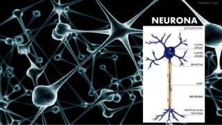 NEURONA 
 