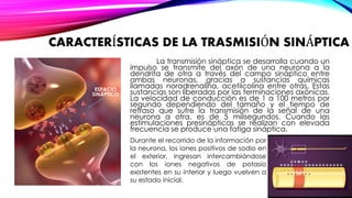 CARACTERÍSTICAS DE LA TRASMISIÓN SINÁPTICA 
La transmisión sináptica se desarrolla cuando un 
impulso se transmite del axón de una neurona a la 
dendrita de otra a través del campo sináptico entre 
ambas neuronas, gracias a sustancias químicas 
llamadas noradrenalina, acetilcolina entre otras. Estas 
sustancias son liberadas por las terminaciones axónicas. 
La velocidad de conducción es de 1 a 100 metros por 
segundo dependiendo del tamaño y el tiempo de 
retraso que sufre la transmisión de la señal de una 
neurona a otra, es de 5 milisegundos. Cuando las 
estimulaciones presinápticas se realizan con elevada 
frecuencia se produce una fatiga sináptica. 
ESPACIO 
SINÁPTICO 
Durante el recorrido de la información por 
la neurona, los iones positivos de sodio en 
el exterior, ingresan intercambiándose 
con los iones negativos de potasio 
existentes en su interior y luego vuelven a 
su estado inicial. 
 