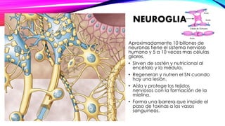 NEUROGLIA 
Aproximadamente 10 billones de 
neuronas tiene el sistema nervioso 
humano y 5 a 10 veces mas células 
gliares. 
• Sirven de sostén y nutricional al 
encéfalo y la médula. 
• Regeneran y nutren el SN cuando 
hay una lesión. 
• Aísla y protege los tejidos 
nerviosos con la formación de la 
mielina. 
• Forma una barrera que impide el 
paso de toxinas a los vasos 
sanguíneos. 
 
