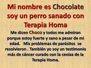 Mi nombre es Chocolate soy un perro sanado con  Terapia Homa Me dicen Choco y todos me admiran porque estoy fuerte y sano a pesar de mi edad.   Mis problemas de parásitos  se resolvieron . También yo soy un testimonio más de cáncer curado con la ceniza de la Terapia Homa. 