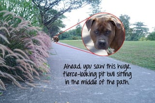 Ahead, you saw this huge,
fierce-looking pit bull sitting
in the middle of the path.
 