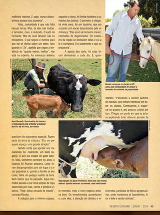 45REVISTA CANAMIX | JUNHO | 2014
melhinha mesmo. E sabe, nunca desco-
brimos porque isso acontece”.
Aliás, curiosidade é que não falta
nessas terras. Mas, se elas são muitas,
o tamanho, claro, é reduzido. O xodó da
Fernanda, filha do José Devanil, são os
minipôneis. O pai segura a menina para
que ela se divirta sobre um deles. Isso
quando o “Zé”, apelido que segue a ten-
dência do “quanto menor, melhor”, não
está na ordenha. As minivacas leiteiras
segundo o dono, foi limitar também o ta-
manho dos bichos. O primeiro a chegar,
há vinte anos, foi um tourinho, que era
cruzado com vacas desprezadas pela vi-
zinhança. “Elas eram de tamanho menor,
chamadas de degeneradas. Os criado-
res da região se desfaziam delas e eu ia
lá e comprava. Era justamente o que eu
procurava”.
A aposta deu certo. As crias fo-
ram diminuindo a cada dia. E, quan-
sitantes. “Passamos a receber pedidos
de escolas, que tinham interesse em tra-
zer os alunos. Começamos a organi-
zar os grupos e, aos poucos, cobrar por
isso. Chegou um ponto em que eu esta-
va explorando tudo: oferecer passeio de
IgorSavenhago
IgorSavenhago
IgorSavenhago
charretes, participar de feiras agropecuá-
rias, onde montamos as fazendinhas, ti-
rar o leite e vender animais”.
precisam de tratamento especial. Fazem
parte do lema da chácara: “Em um pe-
queno espaço, uma grande atração”.
Renato conta que apostar nos mi-
nianimais foi, realmente, um baita ne-
gócio. O avô era criador de gado leitei-
ro. Mas, conforme correram os anos, a
fazenda foi ficando pequena. Lotes fo-
ram desapropriados para dar lugar a ca-
sas populares e, quando a família se deu
conta, tinha um pedaço restrito de terra.
Bem menor que no passado. Água Ver-
melha passou a ser uma porção de roça
espremida por ruas, carros e prédios ur-
banos. “Hoje, estou cercado de cidade”,
constata Renato.
A solução para o mínimo espaço,
to menores, mais o novo negócio anda-
va bem. Os investimentos aumentaram
e, com eles, a atenção de clientes e vi-
Renato começou a criação há 20
anos, pela necessidade de reduzir o
tamanho dos animais na propriedade
José Devanil é funcionário da chácara
e responsável pela ordenha: produção
diária é de 60 litros, em média
Reprodução na Água Vermelha é feita toda com monta
natural: quanto menores os animais, mais valorizados
 