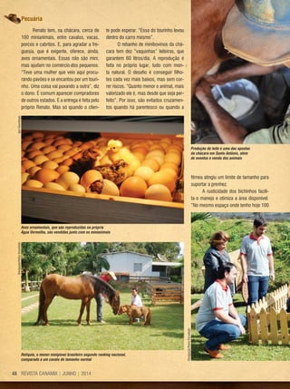 REVISTA CANAMIX | JUNHO | 201446
Renato tem, na chácara, cerca de
100 minianimais, entre cavalos, vacas,
porcos e cabritos. E, para agradar a fre-
guesia, que é exigente, oferece, ainda,
aves ornamentais. Essas não são mini,
mas ajudam no comércio dos pequenos.
“Teve uma mulher que veio aqui procu-
rando pavões e se encantou por um touri-
nho. Uma coisa vai puxando a outra”, diz
o dono. É comum aparecer compradores
de outros estados. E a entrega é feita pelo
próprio Renato. Mas só quando o clien-
te pode esperar. “Essa do tourinho levou
dentro do carro mesmo”.
O rebanho de minibovinos da chá-
cara tem dez “vaquinhas” leiteiras, que
garantem 60 litros/dia. A reprodução é
feita no próprio lugar, tudo com mon-
ta natural. O desafio é conseguir filho-
tes cada vez mais baixos, mas sem cor-
rer riscos. “Quanto menor o animal, mais
valorizado ele é, mas desde que seja per-
feito”. Por isso, são evitados cruzamen-
tos quando há parentesco ou quando a
fêmea atingiu um limite de tamanho para
suportar a prenhez.
A rusticidade dos bichinhos facili-
ta o manejo e otimiza a área disponível.
“No mesmo espaço onde tenho hoje 100
PecuáriaIgorSavenhago
IgorSavenhago
Produção de leite é uma das apostas
da chácara em Santo Antônio, além
de eventos e venda dos animais
Aves ornamentais, que são reproduzidas na própria
Água Vermelha, são vendidas junto com os minianimais
Relíquia, o menor minipônei brasileiro segundo ranking nacional,
comparado a um cavalo de tamanho normal
Divulgação/ReinoEncantado
Divulgação/ReinoEncantado
 