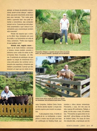 47REVISTA CANAMIX | JUNHO | 2014
animais, se fossem de tamanho conven-
cional, seriam só dez cabeças”, explica o
dono, que prevê crescimento ainda maior
para esse mercado. “Tem muita gente
vendo e querendo fazer. Isso pode au-
mentar a concorrência, mas comprador
sempre vai ter. O pessoal que está adqui-
rindo propriedades e quer colocar lá um
animalzinho para ornamentação também
está crescendo”.
Renato não esquece que o come-
ço foi difícil. Hoje, brindando com suco
de orvalha, e os funcionários em volta da
mesa, comemora. “Prefiro esse negócio
do que qualquer outro”.
Animais míni, negócio macro –
Quem sai de Santo Antônio e atravessa
a fronteira mineira também encontra o
otimismo como cartão de visitas na Mi-
ni-Fazenda Reino Encantado, em Alfe-
nas. O sentimento de satisfação e de que
apostar na criação de minianimais foi a
coisa certa parece não combinar com o
tamanho das vaquinhas e minipôneis que
habitam a propriedade. E pensar que eles
tomaram um lugar que era reduto de ca-
valos Campolina. Antônio Carlos Rocha
de Oliveira decidiu liquidar a criação dos
grandes equinos para investir nos peque-
nos. 	
E põe pequenos nisso. A família se
orgulha de ter, na minifazenda, o menor
pônei e a menor vaca do país com base
em certificação do Ranking Brasil, que
monitora a altura desses minianimais.
Princesinha, a vaca, tem três anos de
vida e apenas 60 centímetros. Relíquia, o
pônei, de três anos e meio, 55 centíme-
tros. “Princesinha vai agora entrar em es-
tado fértil”, afirma Mateus, um dos filhos
de Antônio Carlos. Por causa do tama-
nho reduzido dela, a reprodução será fei-
Família reunida: da esq.
para dir., Mateus, sua mãe,
Miriam, seu irmão, Eduardo,
e seu pai, Antônio Carlos
Princesinha e Relíquia: a vaquinha está para entrar em período
fértil e, por causa do tamanho, reprodução será em laboratório
Antônio Carlos deixou criação de cavalos para apostar
nos minianimais, foco da família há pelo menos 12 anos
Divulgação/ReinoEncantadoDivulgação/ReinoEncantado
 