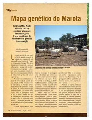 REVISTA CANAMIX | JULHO | 201448
Com informações da
assessoria de imprensa
U
m mapa genético da raça capri-
na Marota, que está ameaçada de
extinção, será traçado ainda este
ano pela Empresa Brasileira de Pesqui-
sa Agropecuária (Embrapa) Meio-Norte.
A ideia desse mapeamento é conhecer
o fluxo gênico – passagem de um deter-
minado gene de uma geração a outra –,
para que os pesquisadores possam con-
duzir com mais segurança os trabalhos
de melhoramento genético e de conser-
vação da raça.
A coleta de material biológico no
plantel de conservação de caprinos Ma-
rota, formado por 105 animais e manti-
do pela Embrapa no município de Cas-
telo do Piauí, a 184 quilômetros ao norte
de Teresina, PI, começou neste segundo
semestre de 2014. Esse rebanho forma
o único banco de germoplasma oficial
da raça no Brasil. O trabalho está sen-
do conduzido pelas pesquisadoras Adria-
na Mello e Tânia Leal, o assistente Ozires
Barbosa e a estudante de doutorado Jea-
ne de Oliveira Moura, da Universidade Fe-
deral do Piauí.
O estudo, segundo Adriana, usará
modernas tecnologias de genotipagem,
como o BeadChips, que contém mais
de 50 mil marcadores moleculares. Esse
chip é fabricado pela empresa Illumina
Incorporated, de San Diego, na Califór-
nia, Estados Unidos. A genotipagem das
amostras já coletadas, de acordo com a
pesquisadora, vai ser conduzida pelo la-
boratório da empresa Deoxi Biotecnolo-
gia, com sede em Araçatuba, SP.
Adriana revela que marcado-
res moleculares SNPs – Single Nucleo-
tide Polymorphism –, como os que se-
rão usados na genotipagem dos caprinos
Marota, têm como princípio “a variação
em base única na cadeia nucleotídica de
DNA”. Segundo a pesquisadora, o desen-
volvimento de metodologias para genoti-
Caprinos Marota foram introduzidos no país pelos portugueses e são rústicos,
com boa adaptação às adversidades do semiárido nordestino
Divulgação/EmbrapaMeio-Norte
Embrapa Meio-Norte
estuda a raça de
caprinos, ameaçada
de extinção, para
traçar estratégias de
melhoramento genético
e conservação
Mapa genético do Marota
par milhares de SNPs, em um único en-
saio, ampliou o espaço para os estudos
em várias áreas. Ela lembra que chips de
genotipagem já foram produzidos para
humanos, bovinos, ovinos, equinos, su-
ínos e caninos.
Rústicos, os caprinos Marota são
nativos do Nordeste brasileiro. Eles são
descendentes dos caprinos introduzidos
no país pelos portugueses, quando por
aqui aportaram. Resistente às altas tem-
peraturas, o Marota se adapta bem às
adversidades do semiárido nordestino.
Alimenta-se de forrageiras com baixo po-
tencial nutritivo e é resistente a doenças e
a verminoses. Existem também exempla-
res da raça nos estados da Paraíba, Cea-
rá e Pernambuco.
Pesquisa
CM73.indd 48 26/09/2014 12:45:08
 