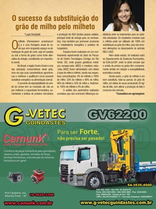 101REVISTA CANAMIX | AGOSTO | 2014
*Lygia Sereghetti
O
milheto (Pennesetum americanum
(L.)) é uma forrageira anual de ve-
rão que vem ocupando espaço na ali-
mentação de gado de corte, seja em pastejo
ou sob a forma de grãos como fonte alter-
nativa de energia, constituindo um importan-
te cereal.
No Brasil, a região Centro-Oeste é uma
das principais consumidoras deste grão,
uma vez que suas características agronômi-
cas e nutritivas o qualificam como possível
substituto energético na alimentação animal.
Oaumentodadegradabilidadedoami-
do do rúmen tem se mostrado útil, não só
por melhorar a capacidade fermentativa, au-
mentando a síntese de proteína microbiana
O sucesso da substituição do
grão de milho pelo milheto
e produção de AGV [ácidos graxos voláteis,
principal fonte de energia para os ruminan-
tes], mas também por promover economia
no metabolismo energético e proteico do
hospedeiro.
Estudos foram realizados em um con-
finamento experimental do Setor de Pecuá-
ria do Centro Tecnológico Comigo em Rio
Verde, GO, onde grupos genéticos mesti-
ços europeu-zebu (MEZ) e mestiços zebu-
-zebu (MZZ) foram alimentados com dietas
à base de milho e milheto, sendo nas respec-
tivas concentrações: 0% de milheto e 100%
de milho; 33% de milheto e 66% de milho;
66% de milheto e 33% de milho e, finalmen-
te, 100% de milheto e 0% de milho.
A análise dos parâmetros realizados
constatou que não ocorreram diferenças es-
tatísticas entre os tratamentos para as variá-
veis estudadas. Os resultados mostram que
o milheto pode ser utilizado até 100% em
substituição ao grão de milho, pois não ocor-
rem alterações no desempenho de animais
MEZ e MZZ.
Além deste estudo, foi realizado outro
no Departamento de Zootecnia Ruminantes,
da ESALQ/USP, onde se pôde concluir que
o amido de ambos os grãos têm comporta-
mento similar em relação à susceptibilidade
enzimática ruminal.
Sendo assim, o grão de milheto é um
bom substituto, total ou parcial, do grão de
milho, em dietas de vacas produzindo 25 kg/
dia de leite, sem alterar a produção de leite e
consumo dos animais.
*Consultora em agronegócio
 