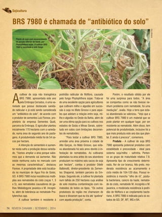 REVISTA CANAMIX | SETEMBRO | 201474
Sojicultura
BrS 7980 é chamada de “antibiótico do solo”
A
cultivar de soja não transgênica
BRS 7980, apresentada este ano
pela Embrapa Cerrados, é uma va-
riedade que possui destacada sanida-
de radicular e já está sendo considerada
um “antibiótico do solo”, de acordo com
o produtor de sementes Luiz Fiorese, pro-
prietário da empresa Sementes Quati,
parceira da Embrapa. O agricultor plantou
inicialmente 170 hectares com a varieda-
de, numa área de segundo ano de pasta-
gens. A produtividade média foi de 54 sa-
cos por hectare.
A intenção do sementeiro é aumen-
tar nesta safra a produção dessa varieda-
de. “Vamos ampliar a área porque sabe-
mos que a demanda vai aumentar. Não
existe nenhuma outra no mercado com
as mesmas características”, destacou
Fiorese. A propriedade dele está localiza-
da no município de Água Fria de Goiás,
GO. A BRS 7980 inclui resistências múlti-
plas aos nematoides do cisto (raças 1, 3
e 5), aos nematoides causadores de ga-
lhas Meloidogyne javanica e M. incogni-
ta, além de tolerância ao nematoide Pra-
tylenchus spp.
A cultivar também é resistente à
podridão radicular de fitóftora, causada
pelo fungo Phytophthora sojae. Trata-se
de uma excelente opção para agricultores
que cultivam milho e algodão em suces-
são à soja no Mato Grosso e para aque-
les que adotam a rotação entre soja, mi-
lho e algodão no Oeste da Bahia, além de
ser uma ótima opção para os cultivos nos
estados de Goiás e Minas Gerais, sobre-
tudo em solos com limitações decorren-
tes de nematoides.
“Para testar a cultivar BRS 7980,
arrendei uma área próxima à cidade de
Alto Garças, no Mato Grosso, que esta-
va abandonada há seis anos devido à in-
festação de nematoides. As cultivares
plantadas na área antes do seu abandono
produziam no máximo seis sacos de soja
por hectare”, contou o produtor Odelir
Balbinotti, diretor-presidente da Semen-
tes Shaparral, também parceira da Em-
brapa. Segundo ele, a cultivar foi plantada
num talhão de 250 hectares cuja análise
de solo mostrou contaminação com ne-
matoides de todos os tipos. “Os outros
produtores da região me chamaram de
louco e disseram que eu iria até ‘quebrar’
com aquela produção”, conta.
Porém, o resultado obtido por ele
foi uma surpresa para todos. “A área
se comportou como se não tivesse ne-
nhum problema com nematoide, foi uma
revolução”, avalia. Hoje a terra que esta-
va abandonada se valorizou. “Vejo que a
cultivar BRS 7980 é um material que se
pode plantar em qualquer lugar, por ser
resistente ao nematoide. Além disso, tem
potencial de produtividade, inclusive foi a
que mais produziu este ano das que plan-
tei. E ainda é precoce”, comemora.
Produto - A cultivar de soja BRS
7980 apresenta potencial produtivo com
estabilidade e precocidade - ideal para
sistema soja/milho - safrinha. Perten-
ce ao grupo de maturidade relativa 7.9.
Apresenta tipo de crescimento determi-
nado, flor de cor branca, hilo preto, mo-
derada resistência ao acamamento e
ciclo médio de 104-120 dias. Possui re-
sistência à mancha “olho de rã”, pústu-
la bacteriana, cancro da haste, nematoi-
de do cisto, nematoide M. incognita e M.
javanica, e moderada resistência à podri-
dão de fitóftora e ao crestamento bacte-
riano. A BRS 7980 é indicada para os es-
tados de GO, DF, MT, MG e BA.
Planta de soja com escurecimento
na porção inferior da haste, por
Phytophthora sojae. A cultivar BRS
7980 é resistente a este fungo
EmbrapaSoja
 