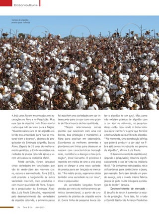 36 Terra & Cia Abril 2015
Cotonicultura
4.500 anos foram encontradas em es-
cavações no Peru e no Paquistão. Mas
esse tipo de algodão tinha fibras muito
curtas que não serviam para a fiação.
“Quando nascia um pé de algodão co-
lorido era arrancado para não se mis-
turar com o branco”, observa do pes-
quisador da Embrapa Algodão, Isaias
Alves. Depois de 20 anos de melhora-
mento genético, a Embrapa obteve va-
riedades de pluma colorida aptas a se-
rem utilizadas na indústria têxtil.
Neste período, foram lançadas
cinco variedades em tonalidades que
vão do verde-claro aos marrons cla-
ro, escuro e avermelhado. Para 2015,
está previsto o lançamento de outra
variedade marrom, mais produtiva e
com maior qualidade de fibra. Segun-
do o pesquisador da Embrapa Algo-
dão, Luiz Paulo Carvalho, responsável
pelo desenvolvimento das variedades
de algodão colorido, o primeiro passo
foi escolher uma variedade com cor in-
teressante para cruzar com uma plan-
ta de fibra branca de boa qualidade.
“Depois selecionamos várias
plantas que nasceram com uma cor
bonita, boa produção e mandamos a
fibra para analisar em laboratório.
Guardamos as melhores sementes e
plantamos em linhas para observar se
nascem com características homogê-
neas, resistência a doenças e boa pro-
dução”, disse Carvalho. O processo é
repetido em média de sete a oito anos
para se chegar a uma nova varieda-
de pronta para ser lançada no merca-
do. “No médio prazo, esperamos obter
também uma variedade na cor rosa”,
disse o pequisador.
As variedades lançadas foram
obtidas por meio do melhoramento ge-
nético convencional, a partir de cru-
zamento de plantas de algodão entre
si. Outra linha de pesquisa busca ob-
ter o algodão de cor azul. Mas como
não existem plantas de algodão com
a cor azul na natureza, os pesquisa-
dores estão recorrendo à biotecnolo-
gia para transferir o gene que fornece
o tom azulado para a fibra do algodão.
“No momento, uma construção gênica
que poderá produzir a cor azul na fi-
bra está sendo introduzida no genoma
do algodão”, afirma Luiz Paulo.
O desenvolvimento do algodão azul,
segundo o pesquisador, reduziria signifi-
cativamente o uso de tinta na indústria
têxtil. “Se tivéssemos este algodão, nós o
utilizaríamos para confeccionar o jeans,
por exemplo. Seria sem dúvida um gran-
de avanço, pois o mundo inteiro fabrica
jeans e se gasta muita tinta para a produ-
ção do tecido”, destaca.
Desenvolvimento de mercado -
O desafio do setor é aumentar a esca-
la de produção. Para isso, foi criado
o Comitê Gestor do Arranjo Produtivo
Campo de algodão
pronto para colheita
FabianoJoséPerina/Embrapa
 
