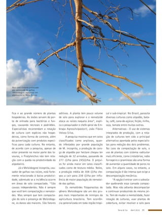 Terra & Cia Abril 2015 39
Raiz com sintoma provocado
por nematoide de galhas
(Meloidogyne incognita) em
algodoeiro no Mato Grosso
fica e ao grande número de plantas
hospedeiras. As lesões servem de por-
ta de entrada para bactérias e fun-
gos, causando necroses e podridões.
Especialistas recomendam a rotação
de cultura com espécies não hospe-
deiras, como forma de controle, além
da pulverização com produtos especí-
ficos para cada cultura. No entanto,
de acordo com a pesquisa, apesar de
estar presente na maior parte das la-
vouras, o Pratylenchus não tem rela-
ção com a queda na produtividade do
algodoeiro.
Já o Meloidogyne incognita, cau-
sador de galhas nas raízes, está forte-
mente relacionado à baixa produtivi-
dade, sobretudo se a incidência ocorre
em áreas de solo compactado. “São
causas independentes. Não é sempre
que você tem compactação e nematoi-
des. Mas sempre que tem compacta-
ção do solo e presença de Meloidogy-
ne, os danos são maiores. São fatores
aditivos. A planta tem pouco volume
de solo para explorar e o nematoide
ataca as raízes naquela área”, expli-
ca o pesquisador e chefe-geral da Em-
brapa Agrossilvipastoril, João Flávio
Veloso Silva.
A pesquisa mostrou que em solos
classificados como argilosos, quan-
do infestados por grande população
de M. incognita, a produção de caro-
ço de algodão por hectare chegou ter
redução de 32 arroubas, passando de
277 @/ha para 245@/ha. O prejuí-
zo foi ainda maior em solos classifi-
cados como de textura média. Neles,
a produção média de 308 @/ha che-
gou a cair para 238 @/ha por influ-
ência de maior população do nematoi-
de das galhas.
Os nematóides fitoparasitas do
gênero Meloidogyne são um dos gru-
pos mais importantes de inimigos da
agricultura brasileira. Tem ocorrên-
cia generalizada em toda região tropi-
cal e sub-tropical. No Brasil, parasita
diversas culturas como algodão, bata-
ta, café, cana-de-açúcar, feijão, milho,
soja, tomate entre muitas outras.
Alternativas - O uso de sistemas
integrados de produção, com a rota-
ção de culturas tem sido a principal
alternativa apontada pelos especialis-
tas para redução dos dois problemas.
No caso da compactação de solo, o
uso de plantas com sistema radicular
mais eficiente, como crotalárias, nabo
forrageiro e gramíneas são uma forma
de aumentar a quantidade de poros no
solo. Em alguns casos, no entanto, a
compactação é tão intensa que exige a
descompactação mecânica.
“A opção é entrar com o subsola-
dor quebrando essa camada compac-
tada. Mas não adianta descompactar
e continuar produzindo do mesmo jei-
to. Tem de mudar a mentalidade, fazer
rotação de culturas, usar plantas de
cobertura, evitar revolver o solo para
 