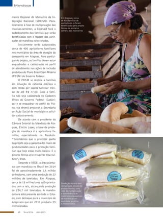 64 Terra & Cia Abril 2015
Codevasf
Codevasf
mento Regional do Ministério da In-
tegração Nacional (SDR/MI). Para-
lelamente à fase de multiplicação das
manivas-sementes, a Codevasf fará o
cadastramento das famílias que serão
beneficiadas com o repasse das varie-
dades de mandioca selecionadas.
Inicialmente serão cadastrados
cerca de 400 agricultores familiares
nos municípios da área de atuação da
companhia em Alagoas. Para partici-
par do projeto, as famílias devem estar
enquadradas e cadastradas no perfil
de atendimento nas ações de inclusão
produtiva do Plano Brasil Sem Miséria
(PBSM) do Governo Federal.
O PBSM se destina a famílias
em situação de extrema pobreza e
com renda per capita familiar men-
sal de até R$ 77,00. Caso a famí-
lia não seja cadastrada no Cadastro
Único do Governo Federal (Cadúni-
co) e se enquadrar no perfil do Pla-
no, ela deverá procurar a Secretaria
de Ação Social do município e solici-
tar cadastramento.
De acordo com o presidente da
Câmara Setorial da Mandioca de Ala-
goas, Eloízio Lopes, a base da produ-
ção de mandioca é a agricultura fa-
miliar, especialmente no Nordeste.
“Entendemos que o principal ganho
do projeto seja a garantia dos níveis de
produtividades para a produção fami-
liar, que hoje estão muito baixos. E o
projeto Reniva veio recuperar essa cul-
tura”, disse.
Segundo o IBGE, a área planta-
da com mandioca no Brasil em 2014
foi de aproximadamente 1,6 milhão
de hectares, com uma produção de 23
milhões de toneladas. Em Alagoas,
cerca de 18 mil hectares estão planta-
dos com a raiz, alcançando produção
de 224,7 mil toneladas. A mandio-
cultura está presente em todo o Esta-
do, com destaque para o município de
Arapiraca que em 2013 produziu 55
mil toneladas.
Produção da raiz será
revitalizada através do
projeto Reniva, uma
rede de multiplicação
e transferência de
materiais propagativos
de mandioca com
qualidade genética
e fitossanitária
Em Alagoas, cerca
de 400 famílias de
agricultores já foram
beneficiadas pelo projeto
Reniva na primeira
colheita dos maniveiros
Mandioca
 