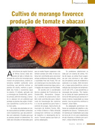 Terra & Cia Abril 2015 67
Plasticultura
Cultivo de morango favorece
produção de tomate e abacaxi
A plasticultura permite cultivar o morango em um
ambiente que protege as plantas das ações climáticas
e possibilita o cultivo de um fruto mais sadio
Divulgação
A
gricultores da região Central
de Minas Gerais estão dei-
xando de lado o método tra-
dicional de cultivo de morangos para
investir em plasticultura, sistema al-
ternativo também conhecido como
mulchieng, que permite cultivar as
plantas em estufa, melhora a quali-
dade dos frutos e economiza água
no plantio. O método, aplicado sob
a orientação da Emater-MG, permi-
te cultivar, além do morango, o toma-
te e o abacaxi em um ambiente que
protege as plantas das ações climáti-
cas e possibilita o cultivo de um fru-
to mais sadio.
As mudas são plantadas em sla-
bs (sacos plásticos também conhecidos
como travesseiros), que são preenchi-
dos com substrato e furados para que
as plantas possam se desenvolver. Os
slabs são colocados em bancadas para
que as mudas fiquem suspensas e não
tenham contato com chão. O novo sis-
tema tem contribuído para solucionar
antigos problemas da produção, como
a qualidade final dos frutos. Por ser
um sistema que cria uma estufa, é pos-
sível também economizar água, pois a
irrigação não evapora com facilidade.
De acordo com o coordenador
técnico estadual de Fruticultura da
Emater-MG, Bernardino Cangus-
sú, o sistema de plasticultura tam-
bém está contribuindo para reduzir
custo de manutenção dos canteiros
e o uso de agrotóxicos para fazer o
controle de pragas. Agricultores do
município de Antônio Carlos, MG,
os irmãos Gilberto e Fábio Almeida
conseguiram melhorar as condições
de trabalho e o desempenho da la-
voura. Tiveram apenas que fazer al-
gumas adaptações.
Os produtores substituíram os
slabs por um sistema de calhas. Fei-
tas de isopor, as calhas ficam suspen-
sas por uma estrutura e são cober-
tas com plástico antes de receberem o
substrato e as mudas. Além de durá-
vel, o isopor gerou benefícios, como a
redução das oscilações de temperatu-
ra em até 17ºC, o que possibilitou a
renovação das plantas. “Ao implan-
tar as calhas de isopor ganhamos em
torno de 400 gramas por planta em 7
meses e demos longevidade ao nosso
plantio. Isso nos permitiu melhorar o
manejo”, disse Fábio.
As adaptações permitiram me-
lhorar as condições de trabalho e o de-
sempenho da lavoura. “Saltamos de 5
mil plantas por trabalhador para algo
em torno de 12 mil, pois trabalhamos
em pé e fazemos a colheita com carri-
nhos”, relata Gilberto Almeida.
 