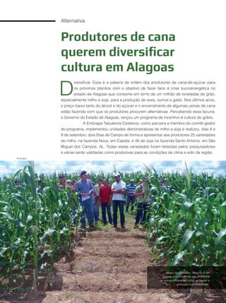 36
Alternativa
Produtores de cana
querem diversificar
cultura em Alagoas
D
iversificar. Essa é a palavra de ordem dos produtores de cana-de-açúcar para
os próximos plantios com o objetivo de fazer face à crise sucroenergética no
estado de Alagoas que consome em torno de um milhão de toneladas de grão,
especialmente milho e soja, para a produção de aves, suínos e gado. Nos últimos anos,
o preço baixo tanto do álcool e do açúcar e o encerramento de algumas usinas de cana
estão fazendo com que os produtores procurem alternativas. Percebendo essa lacuna,
o Governo do Estado de Alagoas, lançou um programa de incentivo à cultura de grãos.
A Embrapa Tabuleiros Costeiros, como parceira e membro do comitê gestor
do programa, implementou unidades demonstrativas de milho e soja e realizou, dias 8 e
9 de setembro, dois Dias de Campo de forma a apresentar aos produtores 25 variedades
de milho, na fazenda Nova, em Capela, e 48 de soja na fazenda Santo Antonio, em São
Miguel dos Campos, AL. Todas essas variedades foram testadas pelos pesquisadores
e várias serão validadas como produtivas para as condições de clima e solo da região.
Alvaro Vasconcelos: “Alagoas é um
grande consumidor de soja. É preciso
ser autossuficiente em milho, aumentar a
produção e produtividade”
Embrapa
 