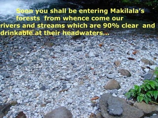 Soon you shall be entering Makilala’s  forests  from whence come our  rivers and streams which are 90% clear  and   drinka...