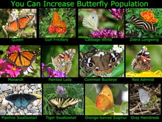 You Can Increase Butterfly Population



     Queen             Gulf Fritillary     Cabbage White           Zebra Longwing




   Monarch               Painted Lady      Common Buckeye           Red Admiral




Pipeline Swallowtail   Tiger Swallowtail   Orange-barred Sulphur   Gray Hairstreak
 