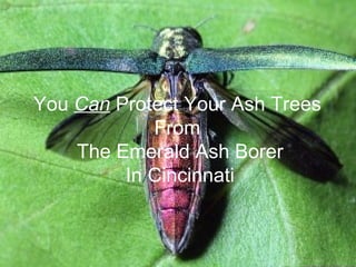 You  Can  Protect Your Ash Trees  From  The Emerald Ash Borer In Cincinnati 