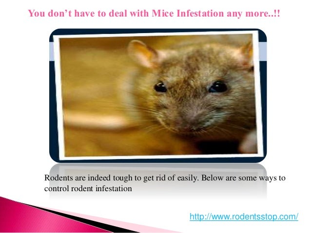 You Don T Have To Deal With Mice Infestation Any More