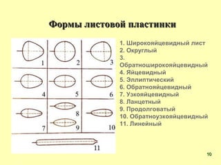 Формы листовой пластинкиФормы листовой пластинки
1. Широкояйцевидный лист
2. Округлый
3.
Обратноширокояйцевидный
4. Яйцевидный
5. Эллиптический
6. Обратнояйцевидный
7. Узкояйцевидный
8. Ланцетный
9. Продолговатый
10. Обратноузкояйцевидный
11. Линейный
1010
 