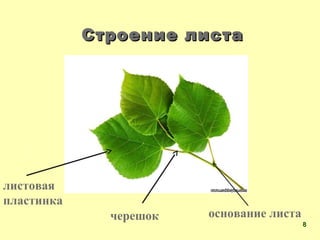 Строение листаСтроение листа
листовая
пластинка
черешок основание листа
88
 