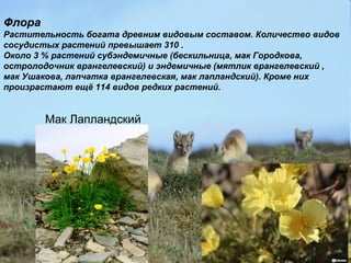 Флора
Растительность богата древним видовым составом. Количество видов
сосудистых растений превышает 310 .
Около 3 % растений субэндемичные (бескильница, мак Городкова,
остролодочник врангелевский) и эндемичные (мятлик врангелевский ,
мак Ушакова, лапчатка врангелевская, мак лапландский). Кроме них
произрастают ещё 114 видов редких растений.
Мак Лапландский
 