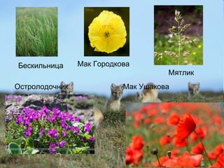 Бескильница Мак Городкова
Остролодочник
Мятлик
Мак Ушакова
 