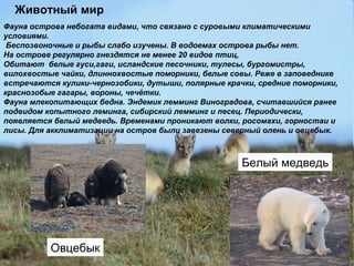 Фауна острова небогата видами, что связано с суровыми климатическими
условиями.
Беспозвоночные и рыбы слабо изучены. В водоемах острова рыбы нет.
На острове регулярно гнездятся не менее 20 видов птиц,
Обитают белые гуси,гаги, исландские песочники, тулесы, бургомистры,
вилохвостые чайки, длиннохвостые поморники, белые совы. Реже в заповеднике
встречаются кулики-чернозобики, дутыши, полярные крачки, средние поморники,
краснозобые гагары, во́роны, чечётки.
Фауна млекопитающих бедна. Эндемик лемминг Виноградова, считавшийся ранее
подвидом копытного леминга, сибирский лемминг и песец. Периодически,
появляется белый медведь. Временами проникают волки, росомахи, горностаи и
лисы. Для акклиматизации на остров были завезены северный олень и овцебык.
Животный мир
Овцебык
Белый медведь
 