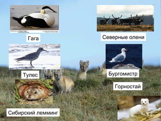 Гага
Тулес
Северные олени
Бургомистр
Сибирский лемминг
Горностай
 