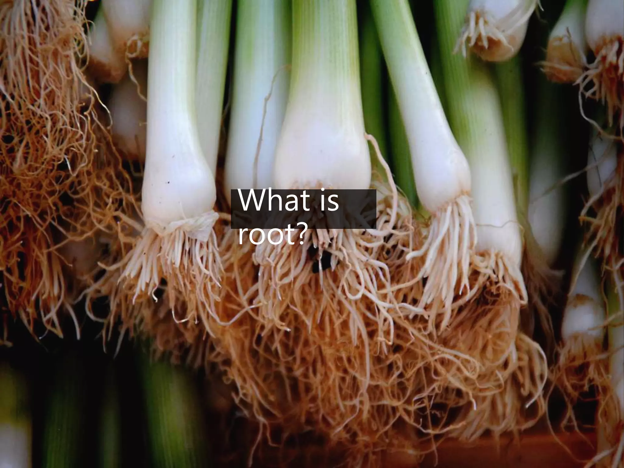 What is
root?
 