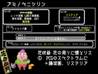 アミノペニシリン
ブドウ球菌
レンサ球菌（A群β溶連菌、
肺炎球菌、緑連菌、GBS）
腸球菌
ナイセリア属
リステリア
クロストリジウム属
（C.difficile以外）
バクテロイデスには効かない
スピロヘータ（梅毒、レプトスピラ、ボレリア・ブルグドルフェリ）、アクチノマイセス
G(+)桿G(+)球
嫌気性：上
一部のインフルエンザ桿菌（BLNARは×）
ごく一部の腸内細菌群（50%の大腸菌）
G(-)桿
G(-)球
嫌気性：下
その他
花咲爺 花の周りに蝶とリス
① PCGのスペクトラムに
＋腸球菌、リステリア
 