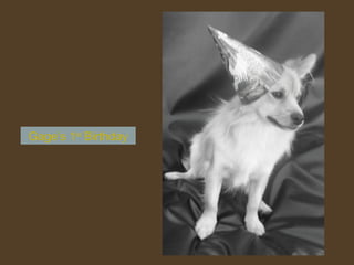 Gage’s 1 st  Birthday 