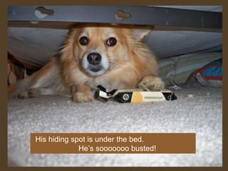 His hiding spot is under the bed.  He’s sooooooo busted! 