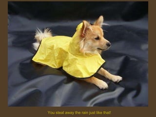 You steal away the rain just like that! 